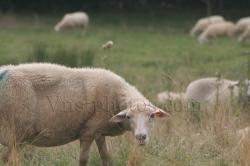 mouton-2.jpg