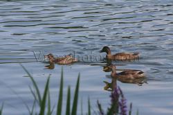 canards-2.jpg