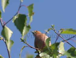 oiseau-6.jpg