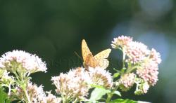 papillon-4.jpg